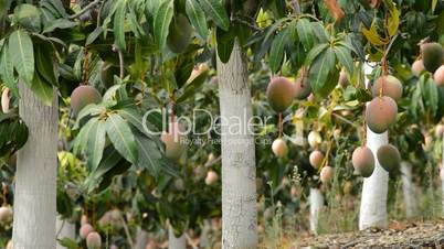 Mango tropical fruit hanging at tree in a plantation of mango tropical fruit trees