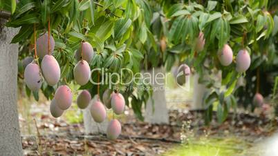 Mangoes fruit ripes hanging of branchs of trees in a agriculture plantation of tropical fruit trees