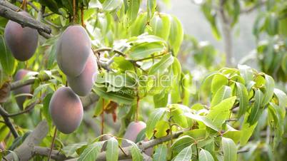 Mango tropical fruit hanging at branch in a plantation