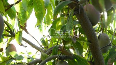 Mangoes tropical fruit hanging at tree, panoramic