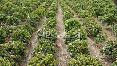 Panoramic of plantation of mango tropical fruit trees