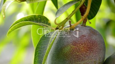 Mango tropical fruit hanging at tree in a plantation of tropical fruits.