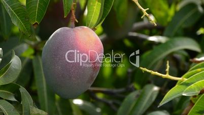 Mango tropical fruit hanging at tree in a plantation of tropical fruits