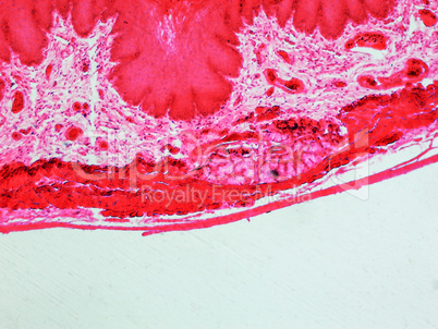 Epithelium micrograph