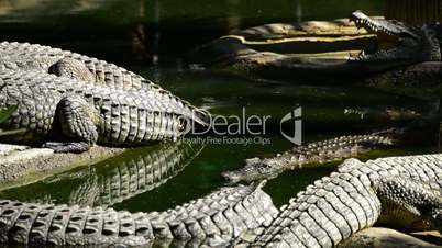 Crocodiles or alligators in natural park or zoo