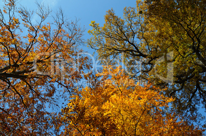 bunte baeume und blauer himmel