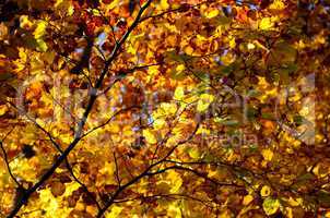 bunte blaetter herbst