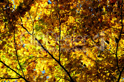 bunter baum im herbst