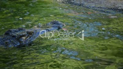 Crocodile swimming in the river