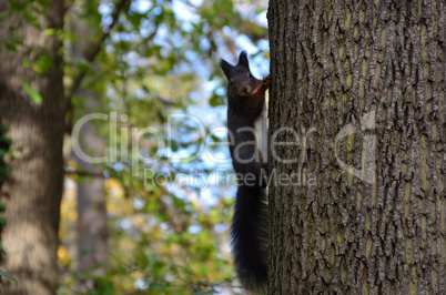 eichkaetzchen auf baum