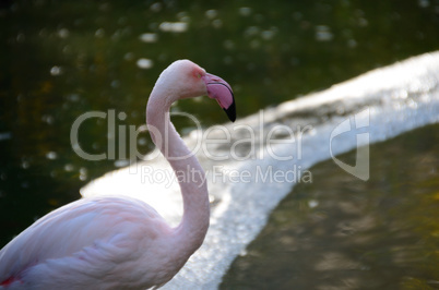 flamingo schaut