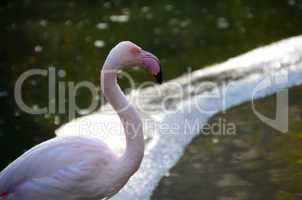 flamingo schaut