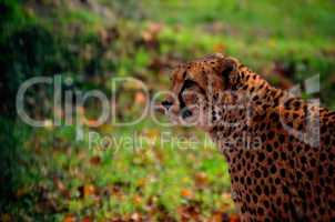 leopard und gruener hintergrund