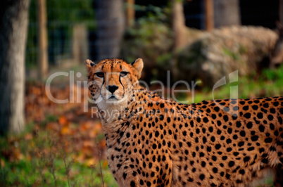 leopard schaut in kamera
