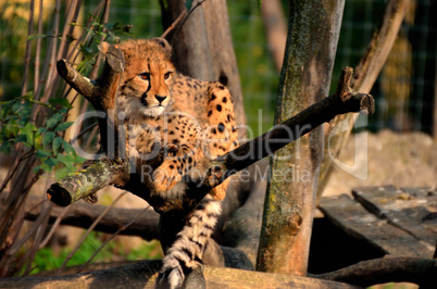 leopard sitzt am baum