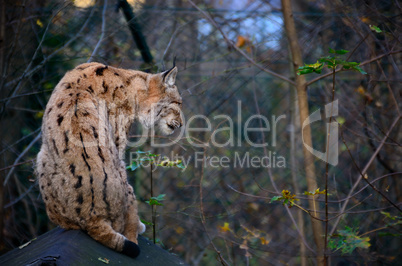 luchs sitzt im zoo