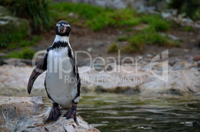 pinguin steht auf stein