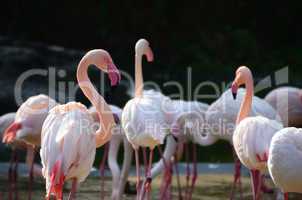 viele flamingos im zoo