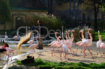 waerter fuettert flamingos