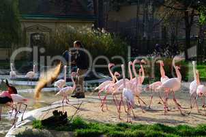 waerter fuettert flamingos