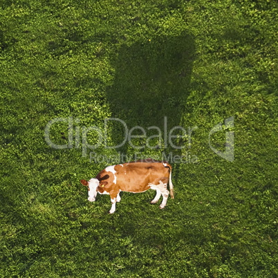 Holstein cow from the sky