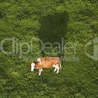 Holstein cow from the sky