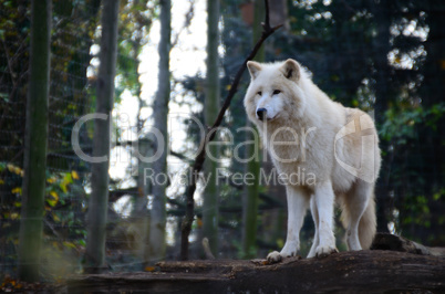 weisser wolf steht