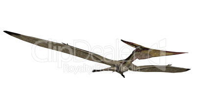 Pteranodon flying - 3D render