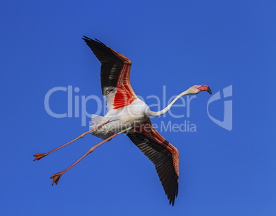 Greater flamingo, phoenicopterus roseus, Camargue, France