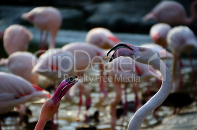 zwei flamingos schauen