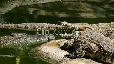 Crocodiles or alligators in park