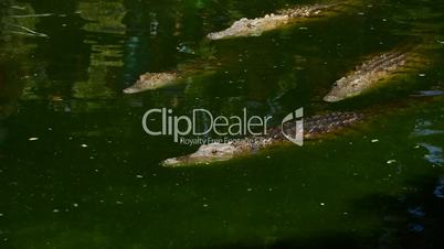 Crocodiles in the river