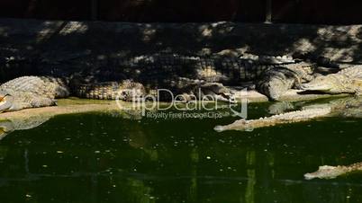 Crocodile or alligator in natural park or zoo