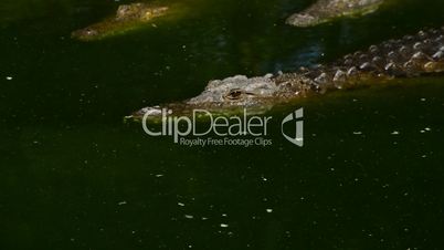 Crocodile swimming in the river