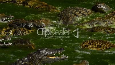 Crocodile or alligator in river