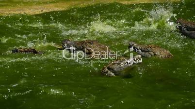 Fight of Crocodile or alligator in water