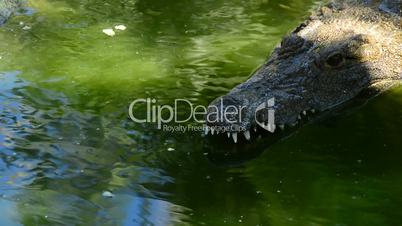 Crocodile or alligator in natural reserve