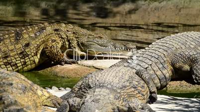 Crocodile or alligator in natural park or zoo