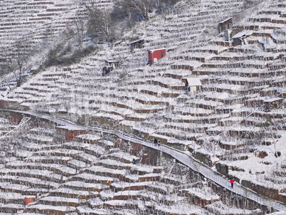 Weinberg im Winter