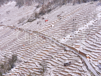 Weinberg mit Schnee