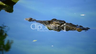 Crocodile or alligator in natural park