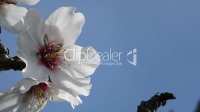 Almond blossom in branch