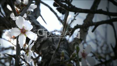 Almond blossom in branch