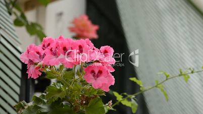 Flowers in a andalusian balcony