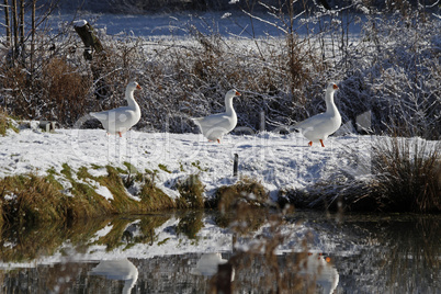 Hausgänse im Schnee