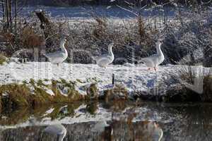 Hausgänse im Schnee