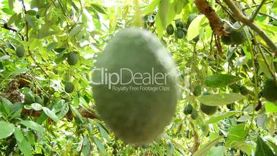 Hass avocado fruit in close up hanging at tree