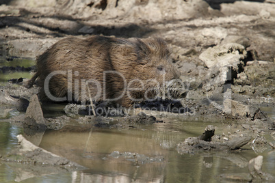 Wildschwein in der Suhle