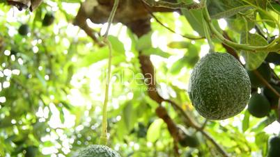 Avocado fruit hanging at branch of tree in a plantation