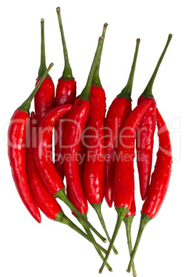 chili pepper isolated on a white background